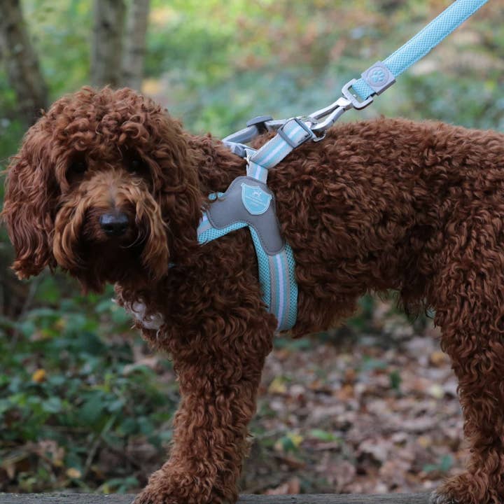 Hugo & Hudson - Wholesale Pet Harness - Dog - Easy Walk V Dog Harness - Aqua