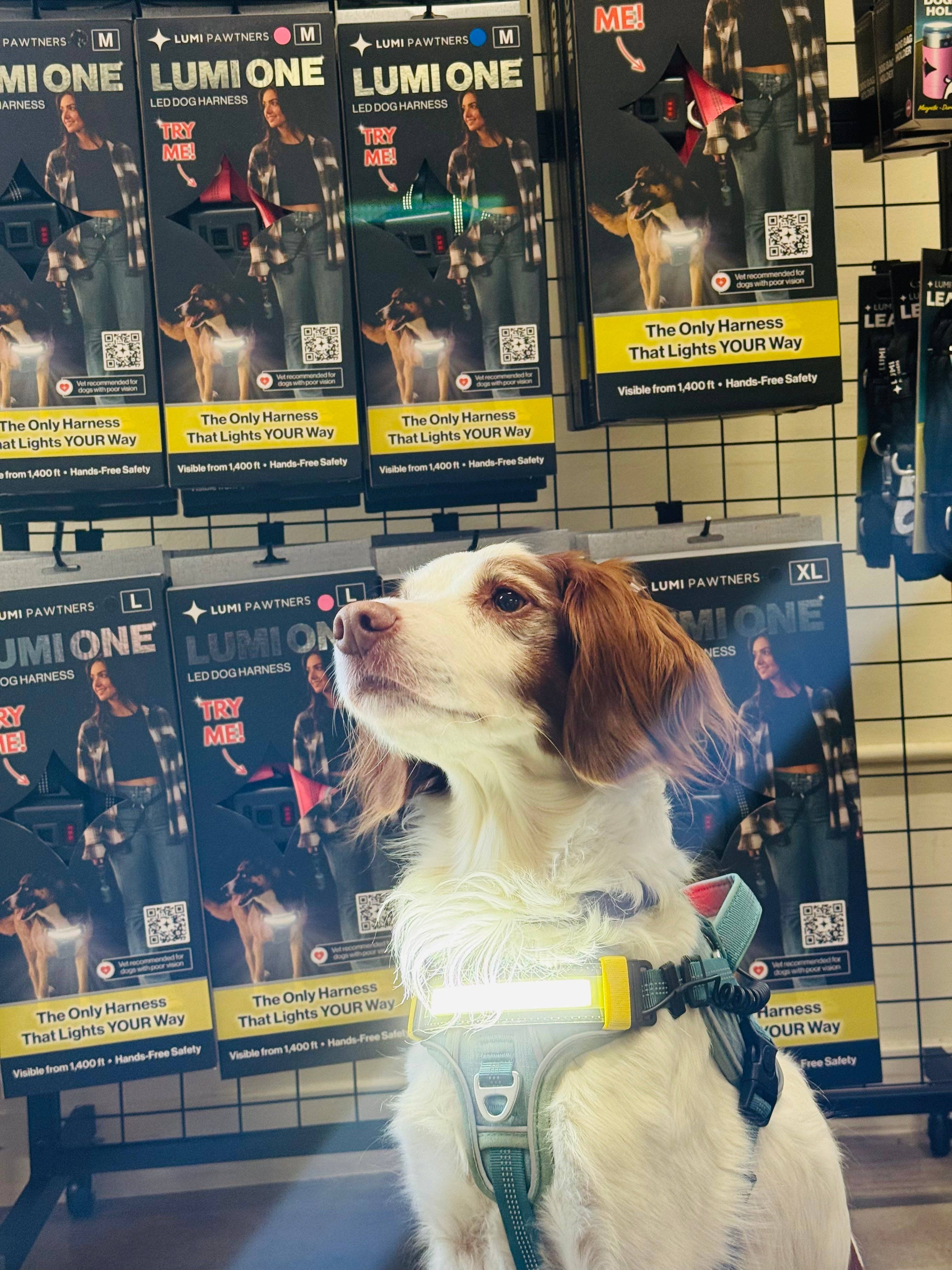 Lumi Pawtners - Wholesale Pet Harness - Dog - Lumi One - Lighting Your Path at Night!3