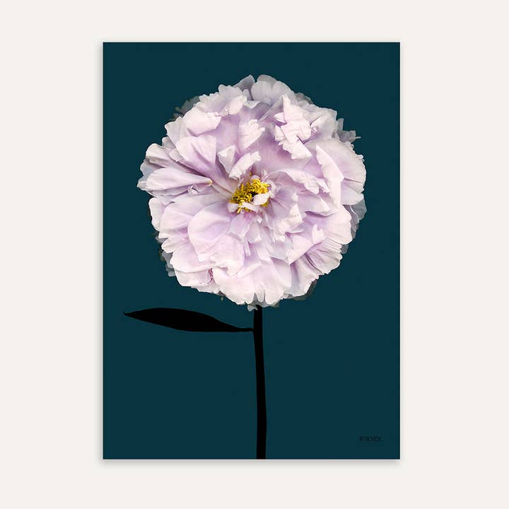 Poster en forme de fleur, format A4, Peony 01 pour la vente par Rijkvol