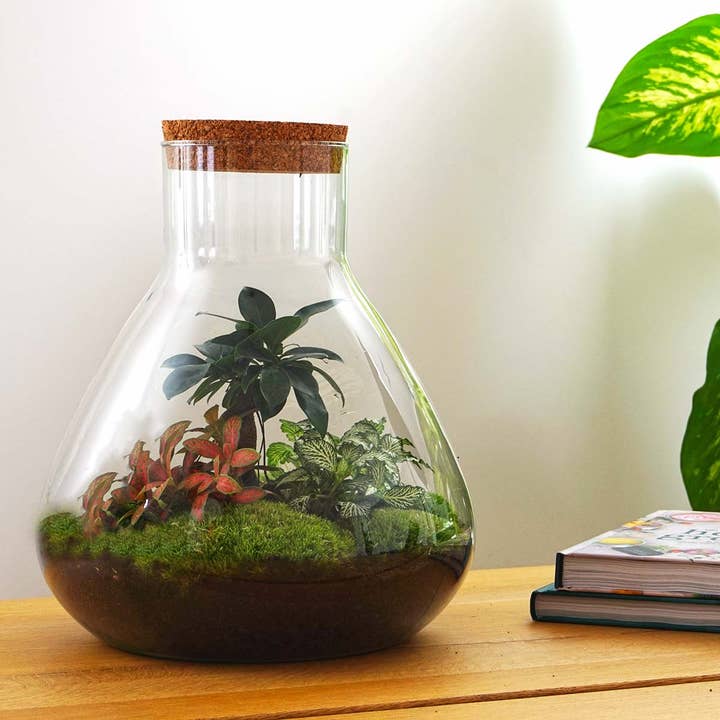 Trendhero.nl/b2b – Engroshandel DIY-hobbysæt – Terrarium DIY Kit - Sam XL Bonsai - Flaskehave - ↑ 35 cm