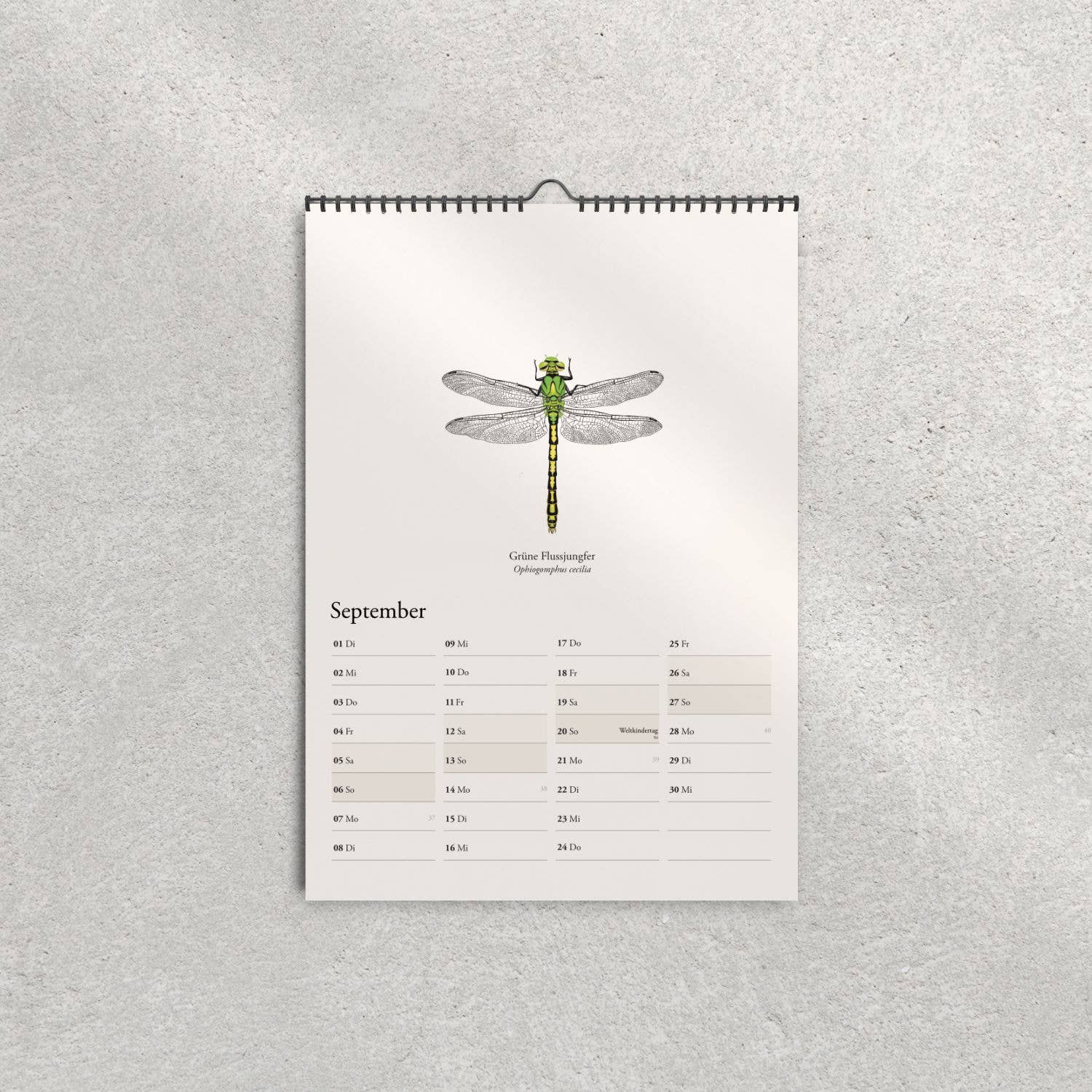 Terillu - Wholesale Calendar - Wall calendar 2026, calendar native dragonflies in A3 format6