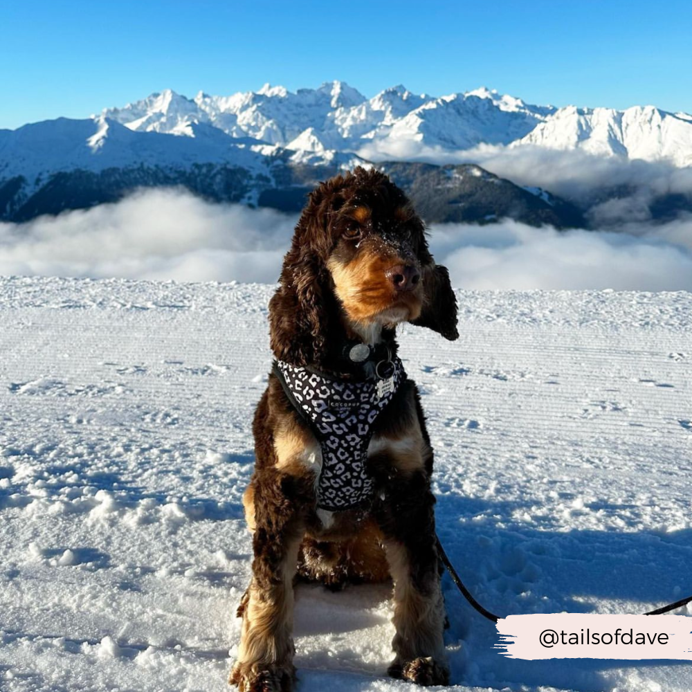 Cocopup London - Vente Harnais – chien - Harnais de cou ajustable léopard noir3