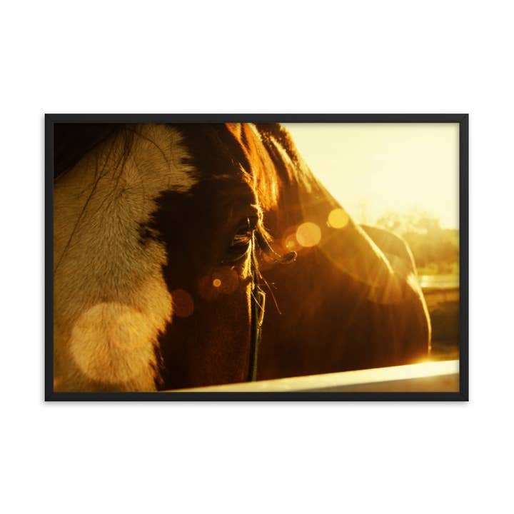 Impressions murales encadrées avec photo d'animal de cheval Evening Flare pour la vente par Pipa Wall Art & Home Decor