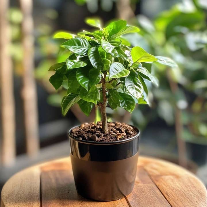 Oasis of Life - Wholesale Live Plant - Coffee Plant – Coffea Arabica – Height 25–40cm – Ø12cm – Real Coffee Tree – Easy-care Houseplant with Shiny Leaves – For Living Room, Kitchen & Office4