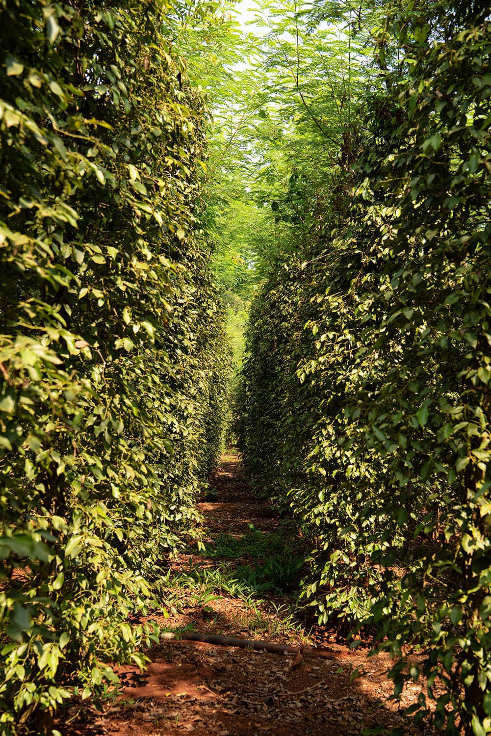 Vân Vân - Wholesale Pepper/Peppercorns - Bazan Pepper - Single-Origin Vietnamese Black Peppercorns5