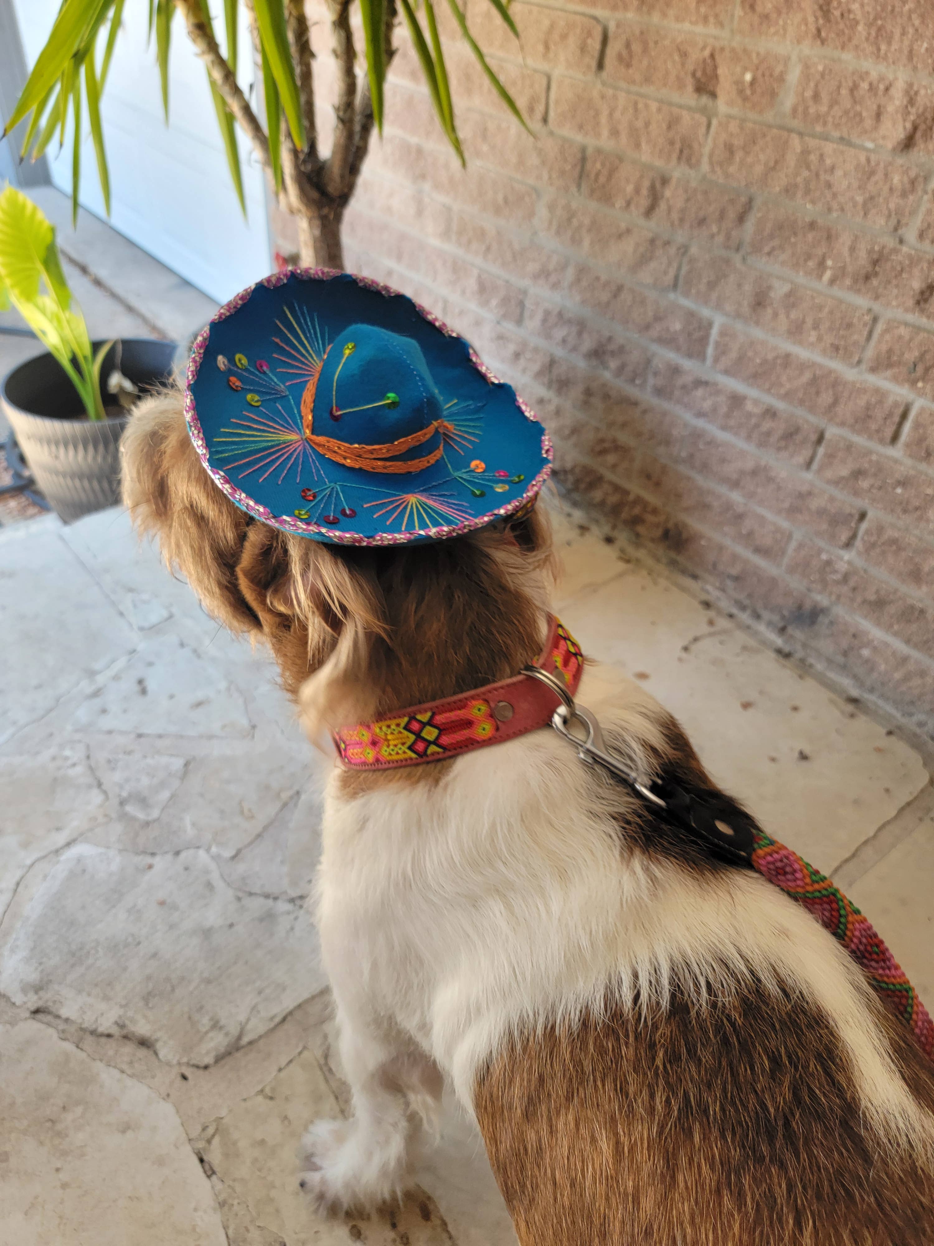 Mom And Pup Co. - Vendita all'ingrosso Cappello - Cani - Cappello per cane grande - cappello grande, cappello da mariachi, cappello per cane grande1