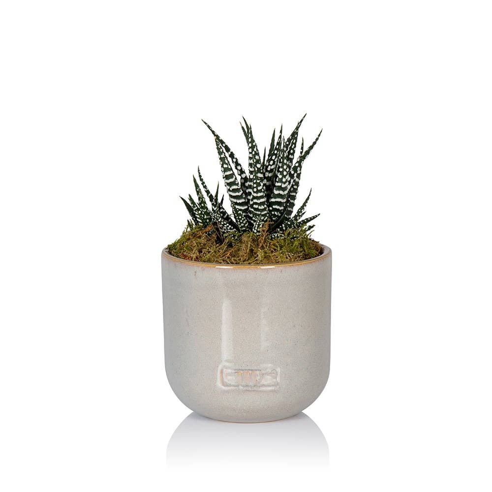 The Little Botanical - Wholesale Live Plant - Haworthia in Ceramic Pot for Indoor Décor8