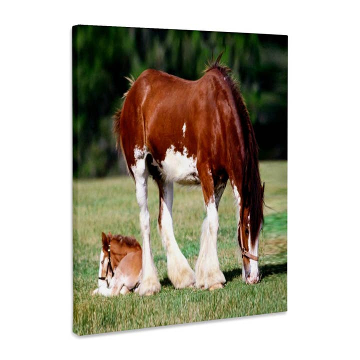 3dRose, Yegua Clydesdale y potro, Lienzo de calidad de museo para venta al por mayor de 3dRose