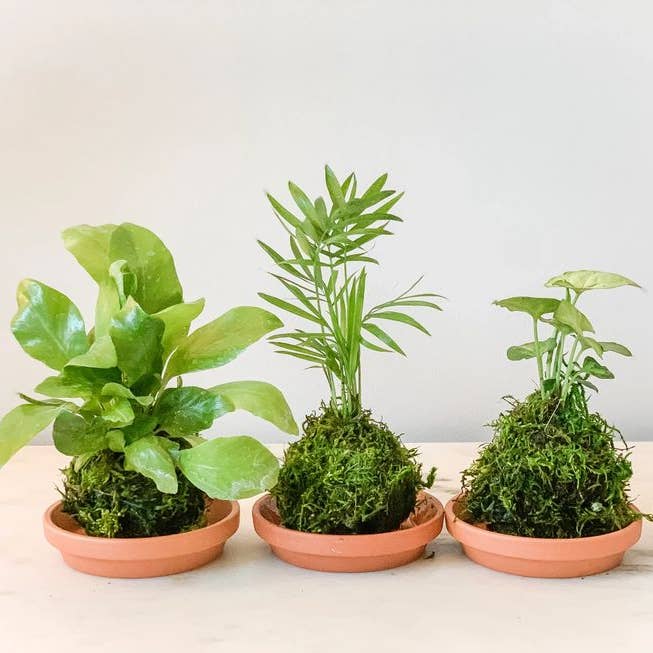 White Stable Farms - Wholesale Live Plant - Mini Kokedamas (Foliage) (House Plant Wrapped in Moss)