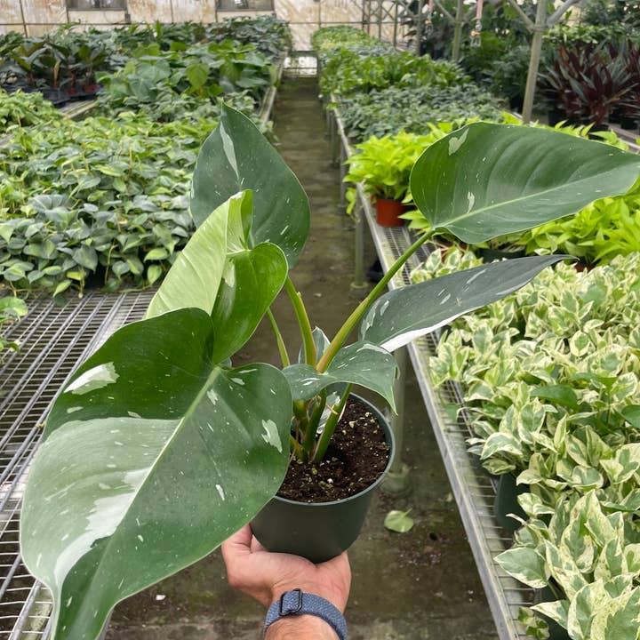 Philodendron 'White Princess' - 6" Pot for wholesale by House Plant Wholesale