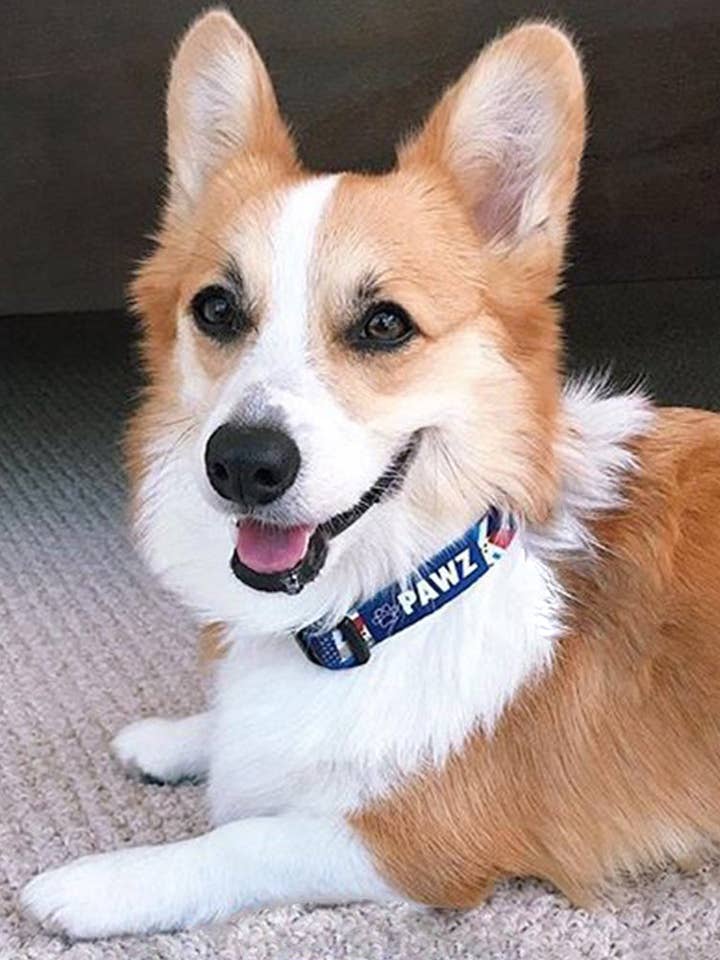 Retro halsband voor wholesale door PAWZ