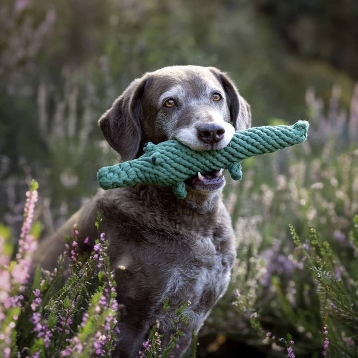 LABONI - Volentis GmbH - Wholesale Pet Chew Toy - Dog - KALLI KROKODIL – The Gentle Giant with Play Value1