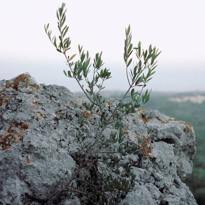 P6: Olive Tree Forever Mountain - HUG Artworks Collection for wholesale by Ellie Tsatsou Studio
