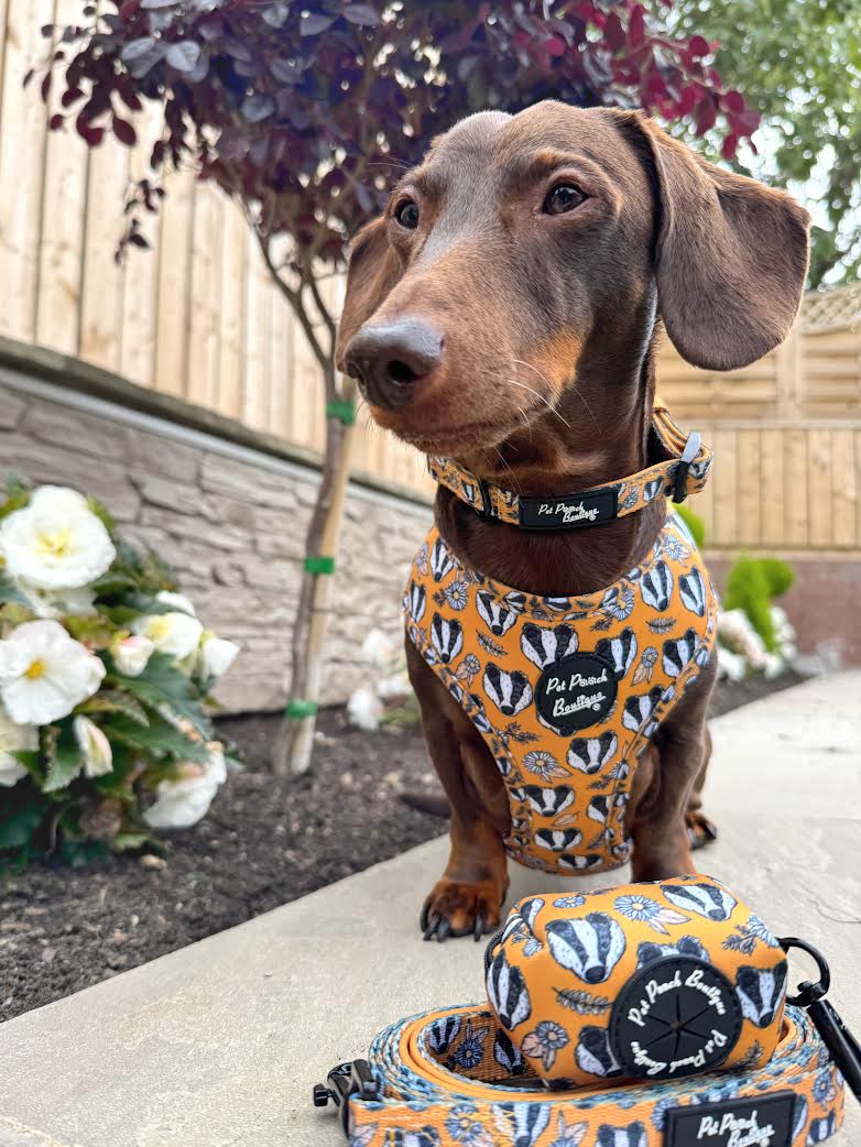 Pet Pooch Boutique – wholesale Pet harness – Dog – Woodland Badger Puppy Dog Harness (Autumn/mustard yellow)8