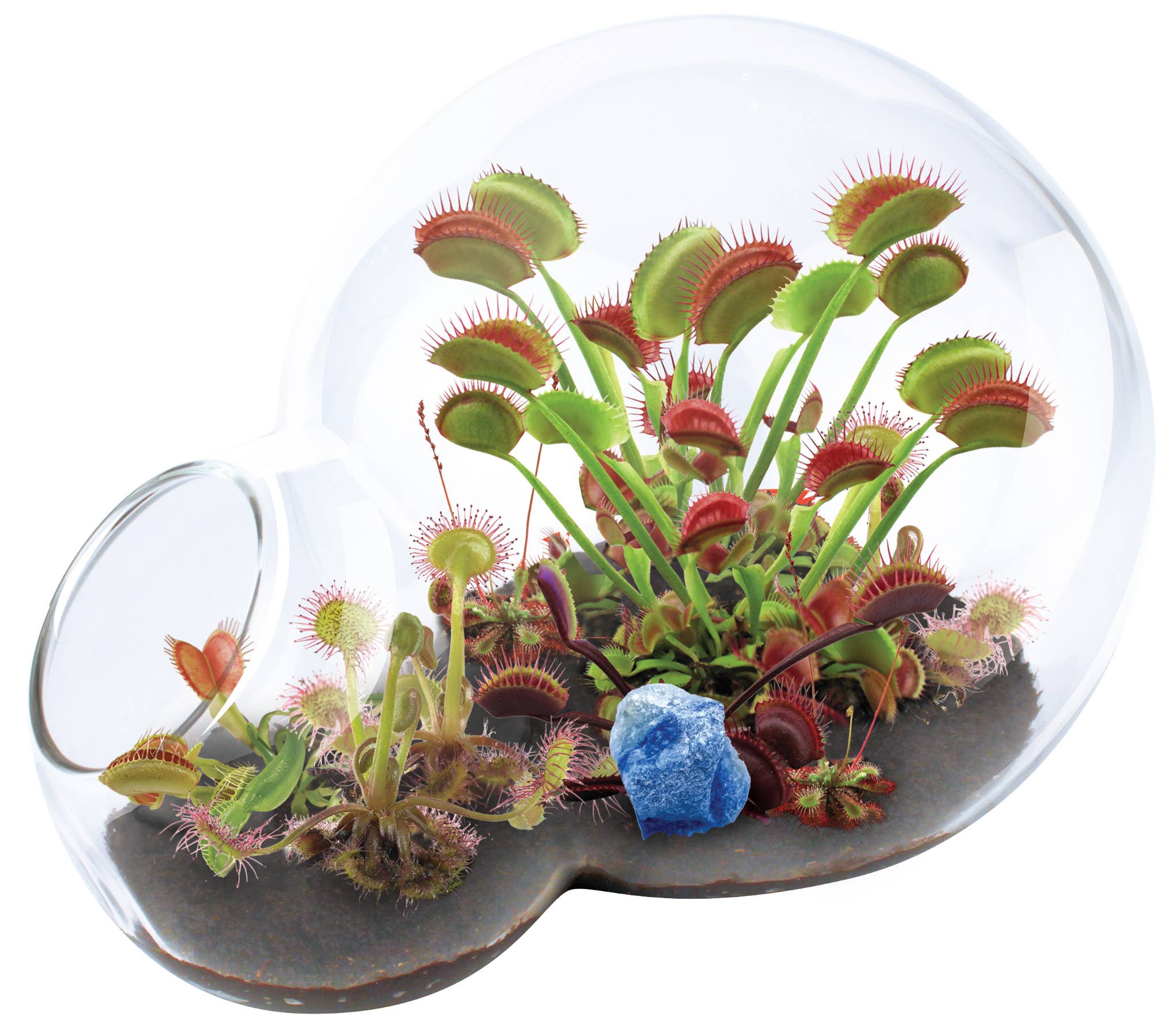 Silver Circle Products - Vente Terrariums - Terrarium en verre Carnivorous Growarium1