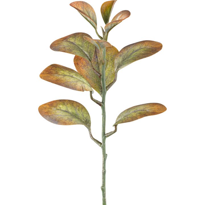 Cotinus, 32cm, weizen für den Großhandel von GASPER GmbH