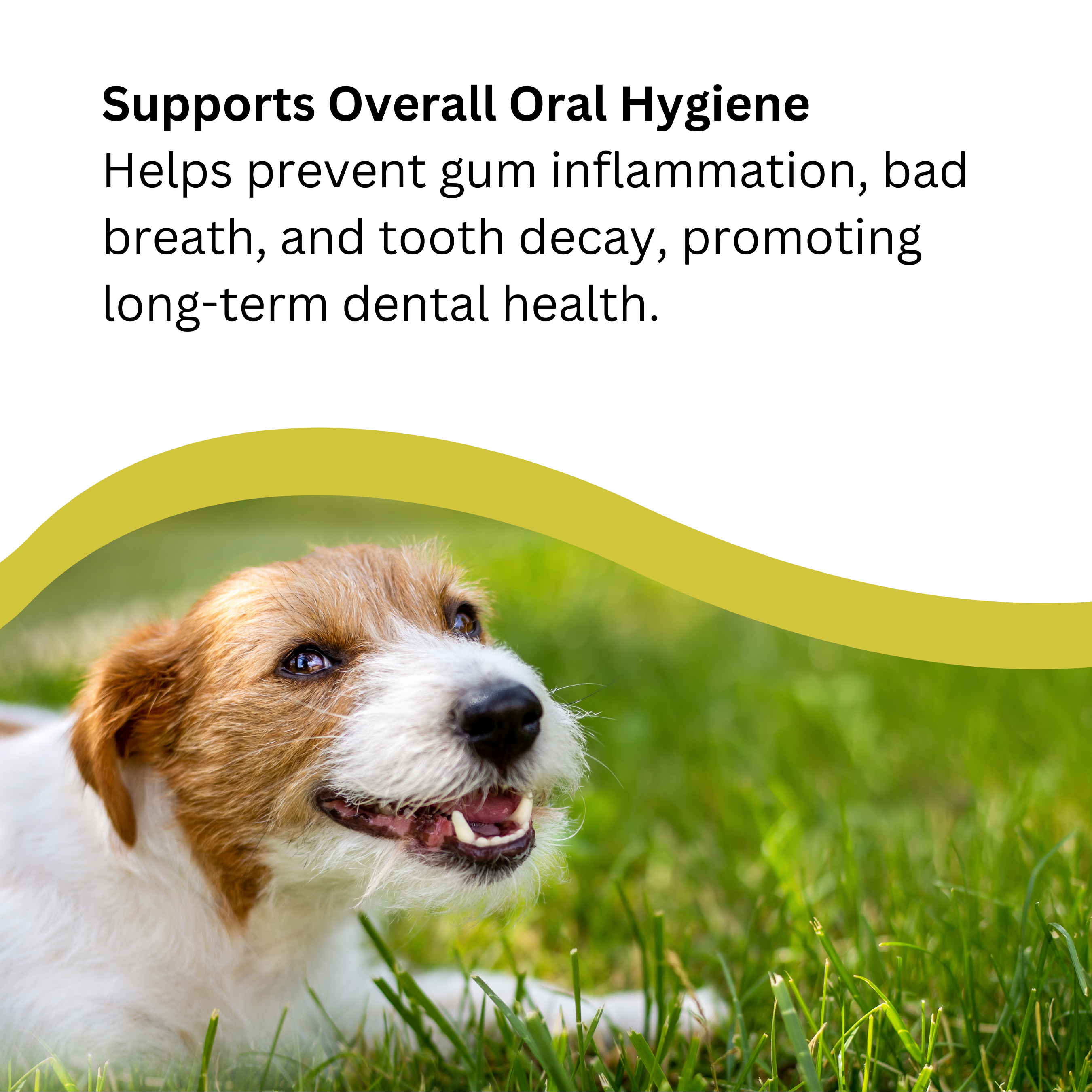 Natures Greatest Secret – wholesale Pet toothpaste – Dog – NEW All Natural Antibacterial Botanical Toothpaste for Dogs5