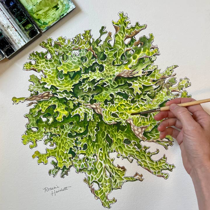 Rosalie Haizlett Illustration - Wholesale Art Print - Lung Lichen - Watercolor Art Print2