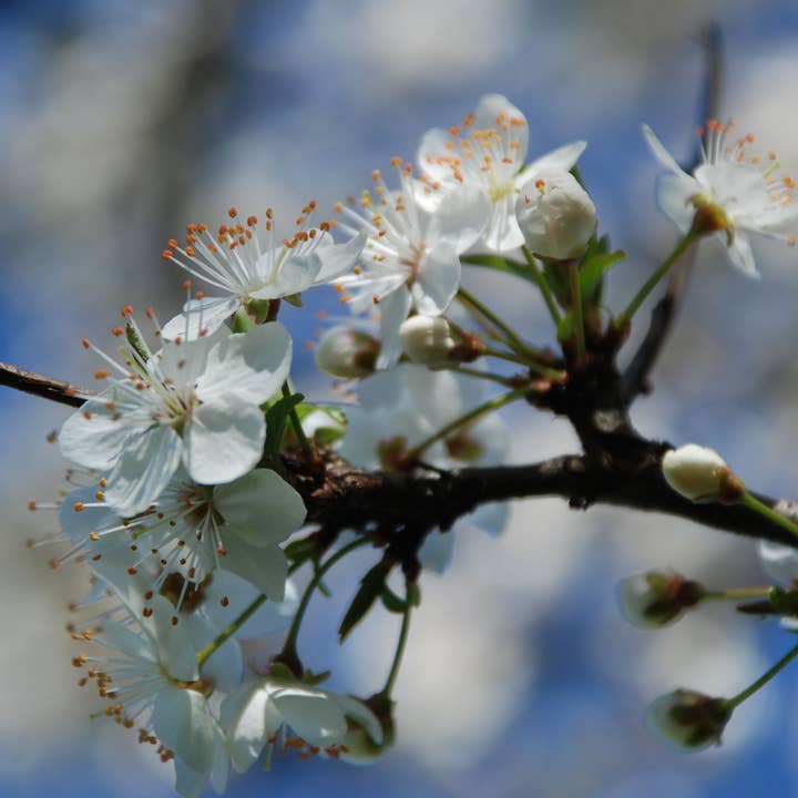 Lemuria – Engroshandel Kosttilskud og vitaminer – Kosttilskud til tryk og stress - EQUILIBRE1 - 30 ml7