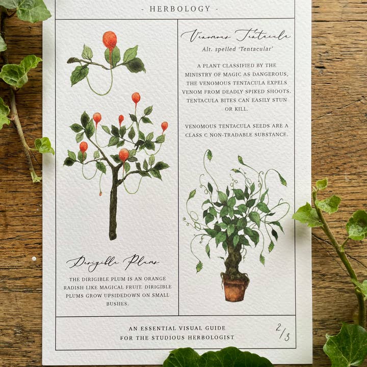 Georgiou Draws – Großhandel Kunstdruck – Herbology Chart Magical Botanical Art Print Set mit 3 Drucken4