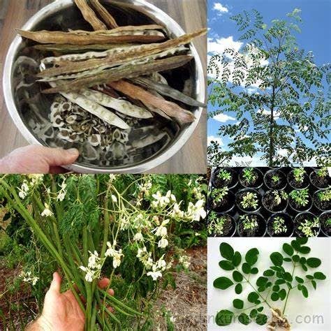 The Rike - Wholesale Plant Seeds - 250 Seeds Moringa Oleifera Seeds for Planting Drumstick Seeds Non-GMO for Sprouting, Planting, Cooking | 100% Natural & Wildcrafted | Non-GMO | for Planting Semillas De Moringa Tree & Culinary Use8