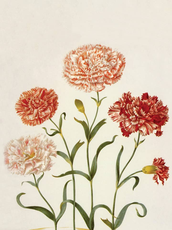 Ansichtkaart met vijf anjers (134928) voor wholesale door The Knowledge of Things by Catch Publishing