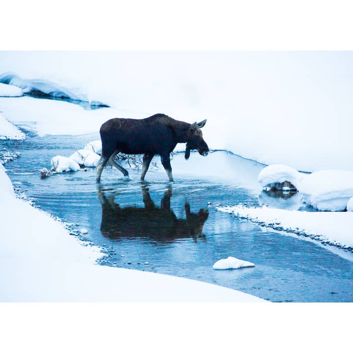 Orignal d'hiver de Yellowstone pour la vente par Laurie Childs Photography