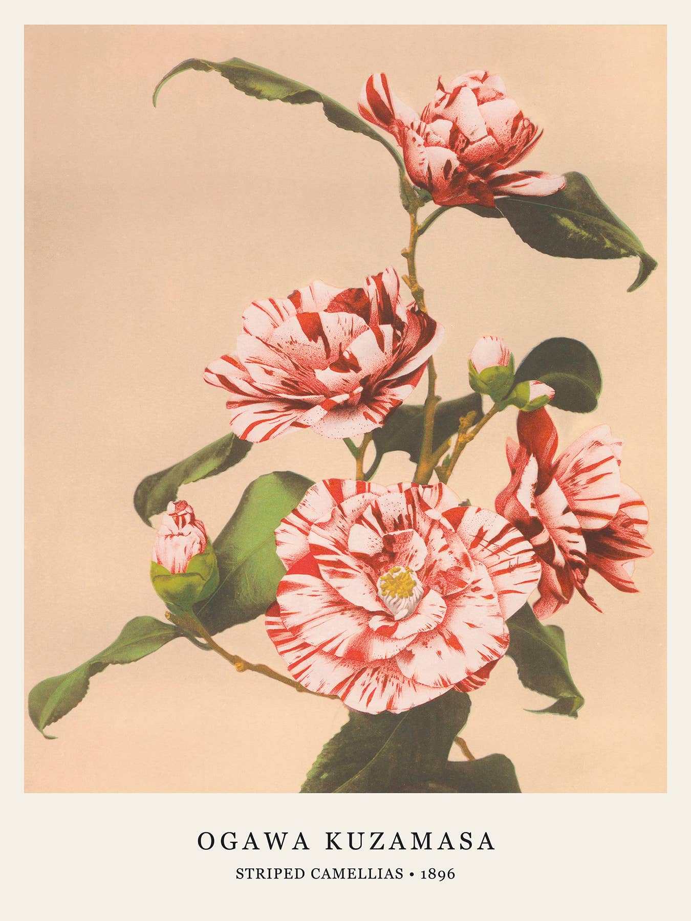 Esque - Wholesale Poster - Ogawa Kuzamasa poster - Striped Camellias - 30x40 cm1