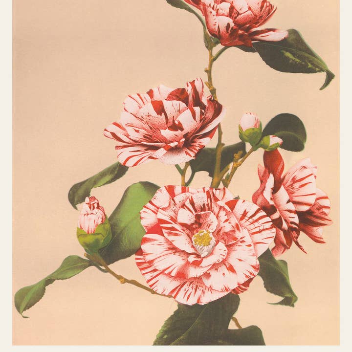 Esque - Wholesale Poster - Ogawa Kuzamasa poster - Striped Camellias - 30x40 cm1
