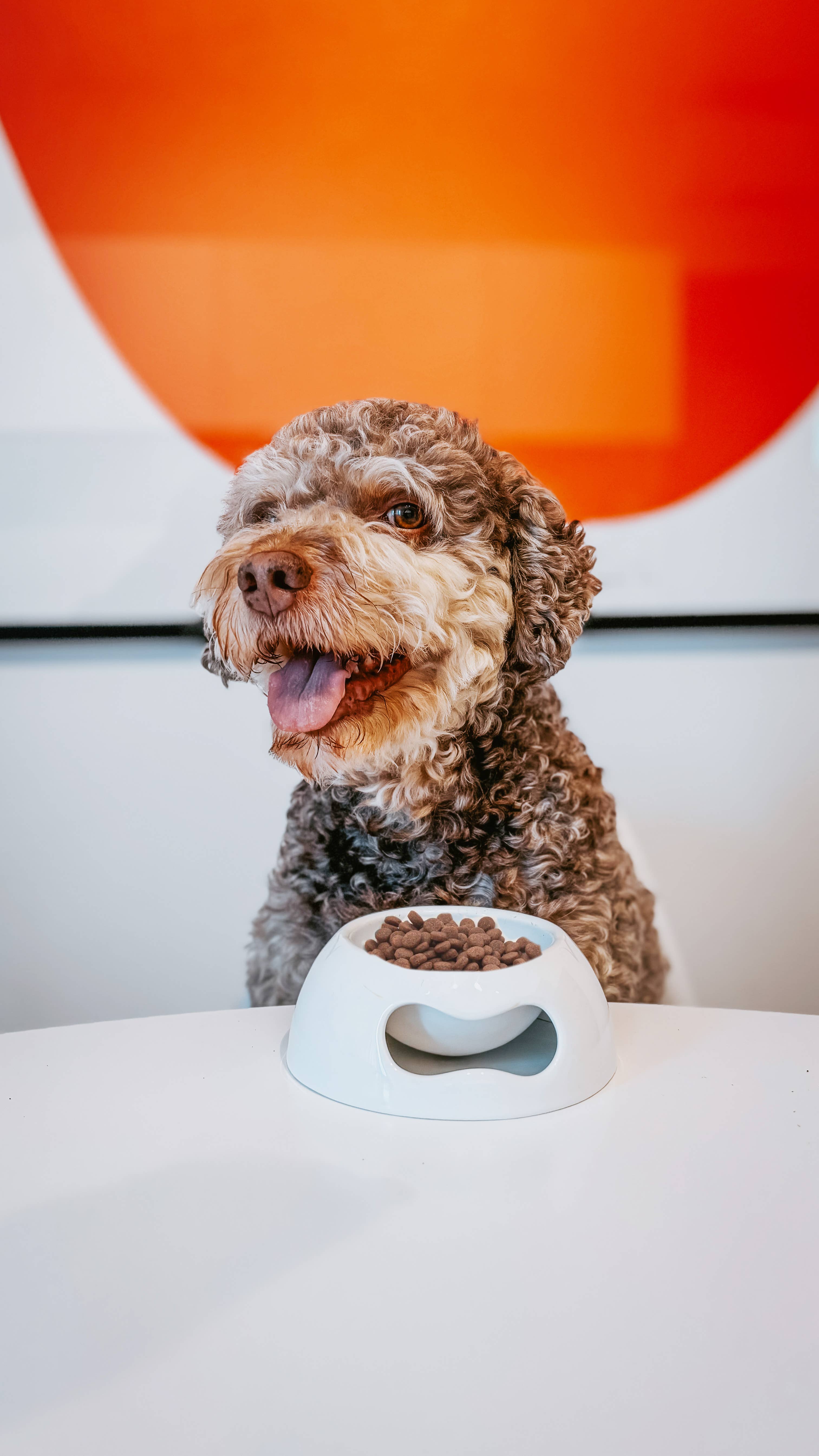 United Pets - Wholesale Pet Bowl - Cat/Dog - Extra small ceramic bowl for cats and dogs5