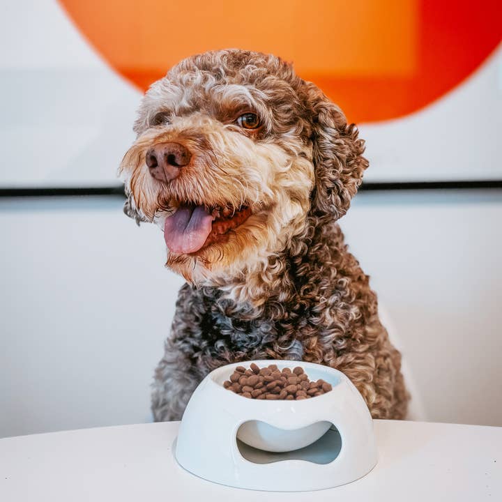 United Pets - Wholesale Pet Bowl - Cat/Dog - Extra small ceramic bowl for cats and dogs5