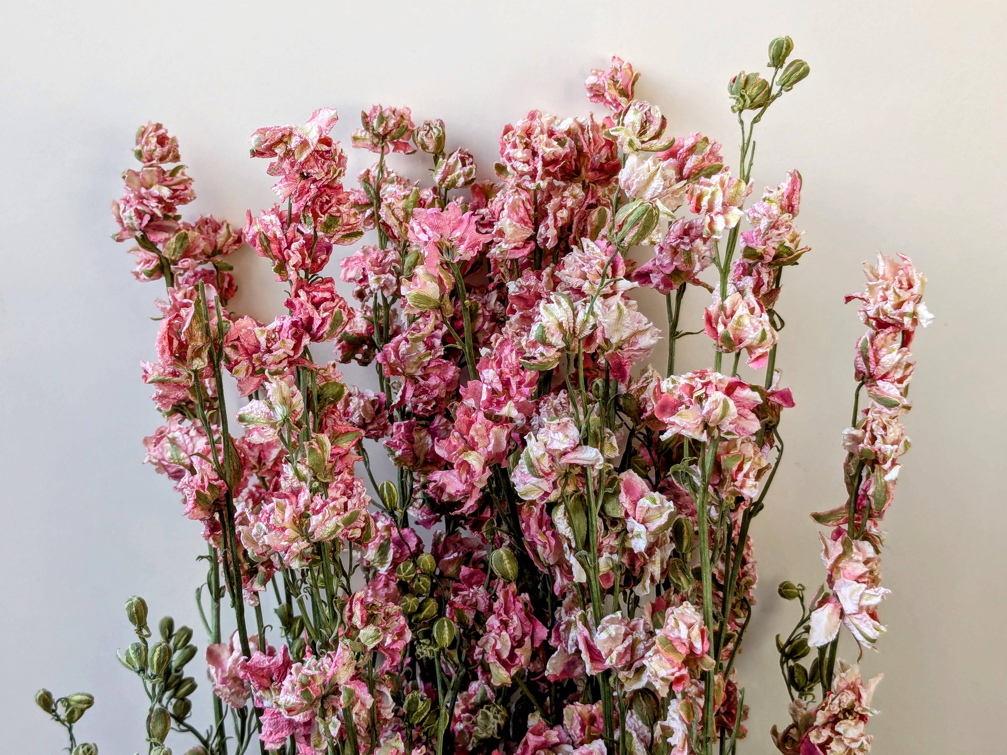 Daisy Gifts Ltd – wholesale Dried/pressed flowers – Pink Delphinium Dried Flower Bunch UK grown - Larkspur Stems2