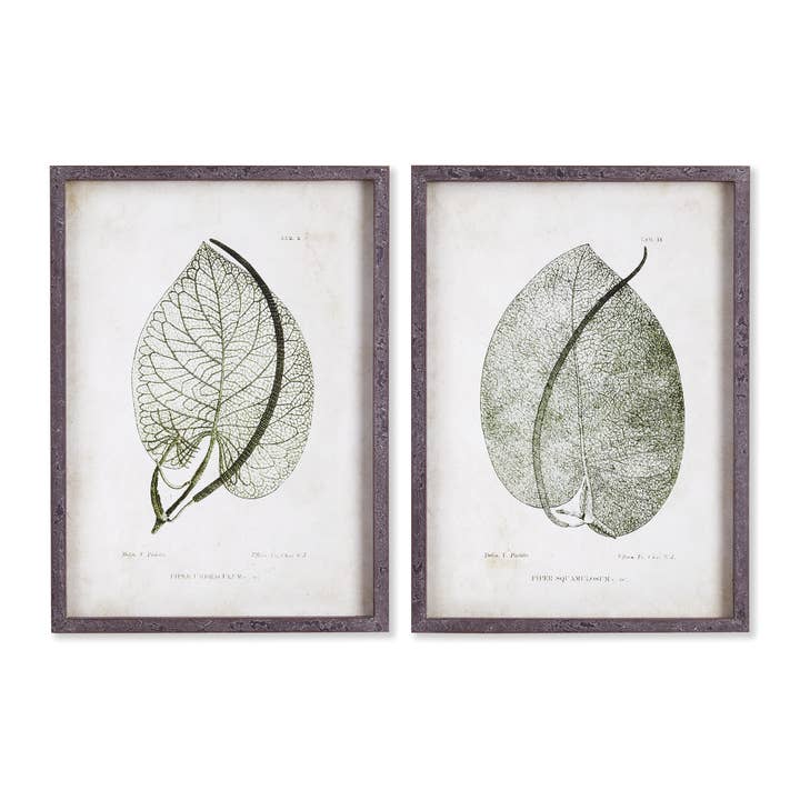 Napa Home & Garden - Wholesale Gallery Wall Set - Cordate Leaf Study, Set Of 2