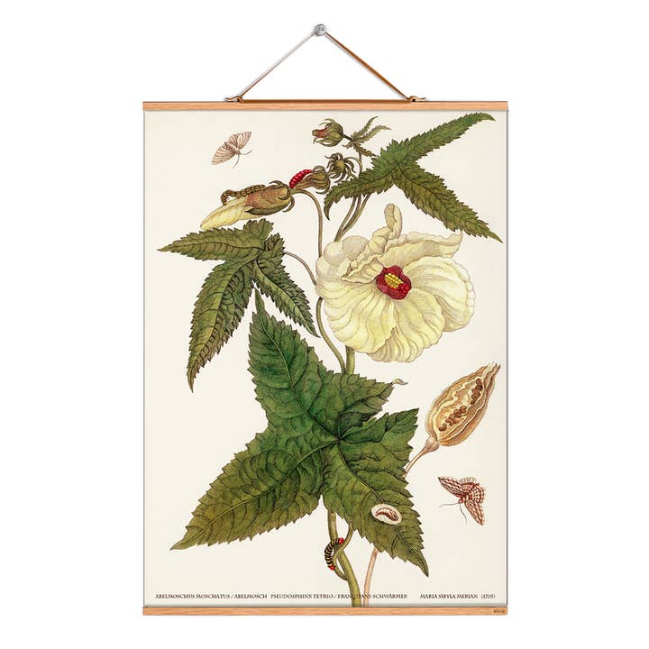 Scroll picture illustration # 084/Merian/Musmashmallow for wholesale by Eicie