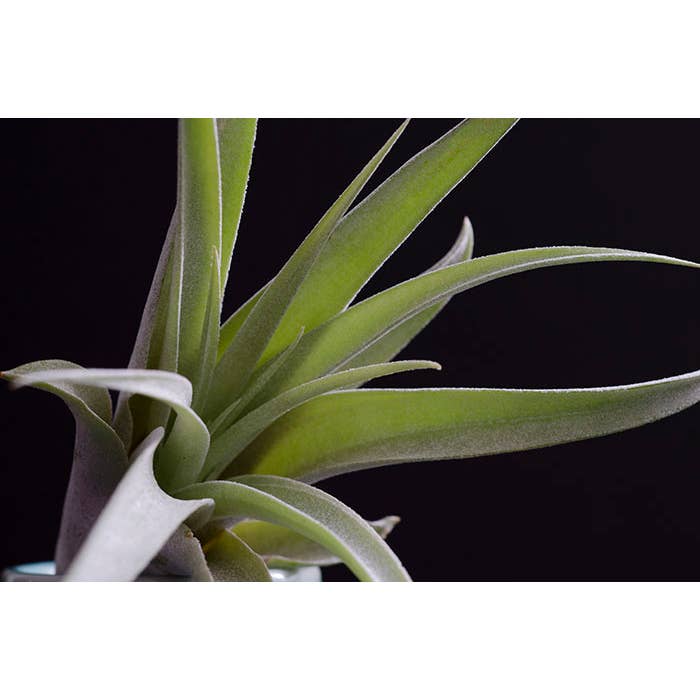 The Artizan Way - Wholesale Live Plant - Tillandsia Peach Capitata - Live Air Plant3