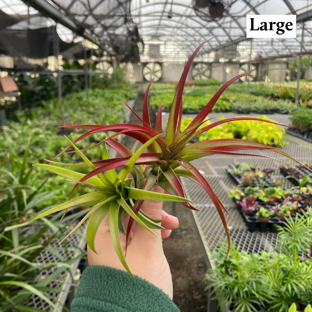 Thorsen's Greenhouse - Wholesale Live Plant - Air Plant - Assorted9