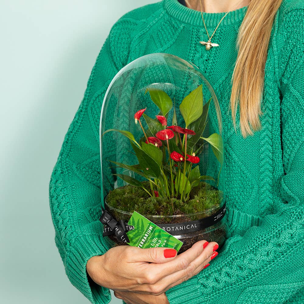 The Little Botanical – wholesale Live plant – Anthurium Terrarium5