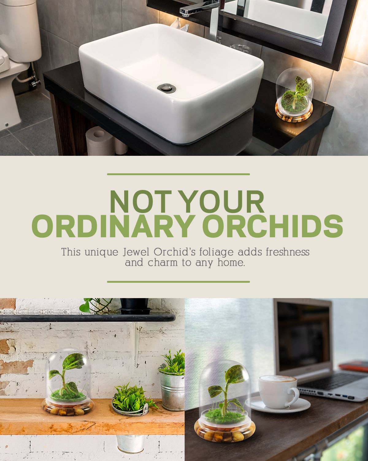 bloomify – Planta viva por atacado – Jewel Orchid Terrarium, Macodes Petola, Grande Presente Único, Garantia de Crescimento 100%4