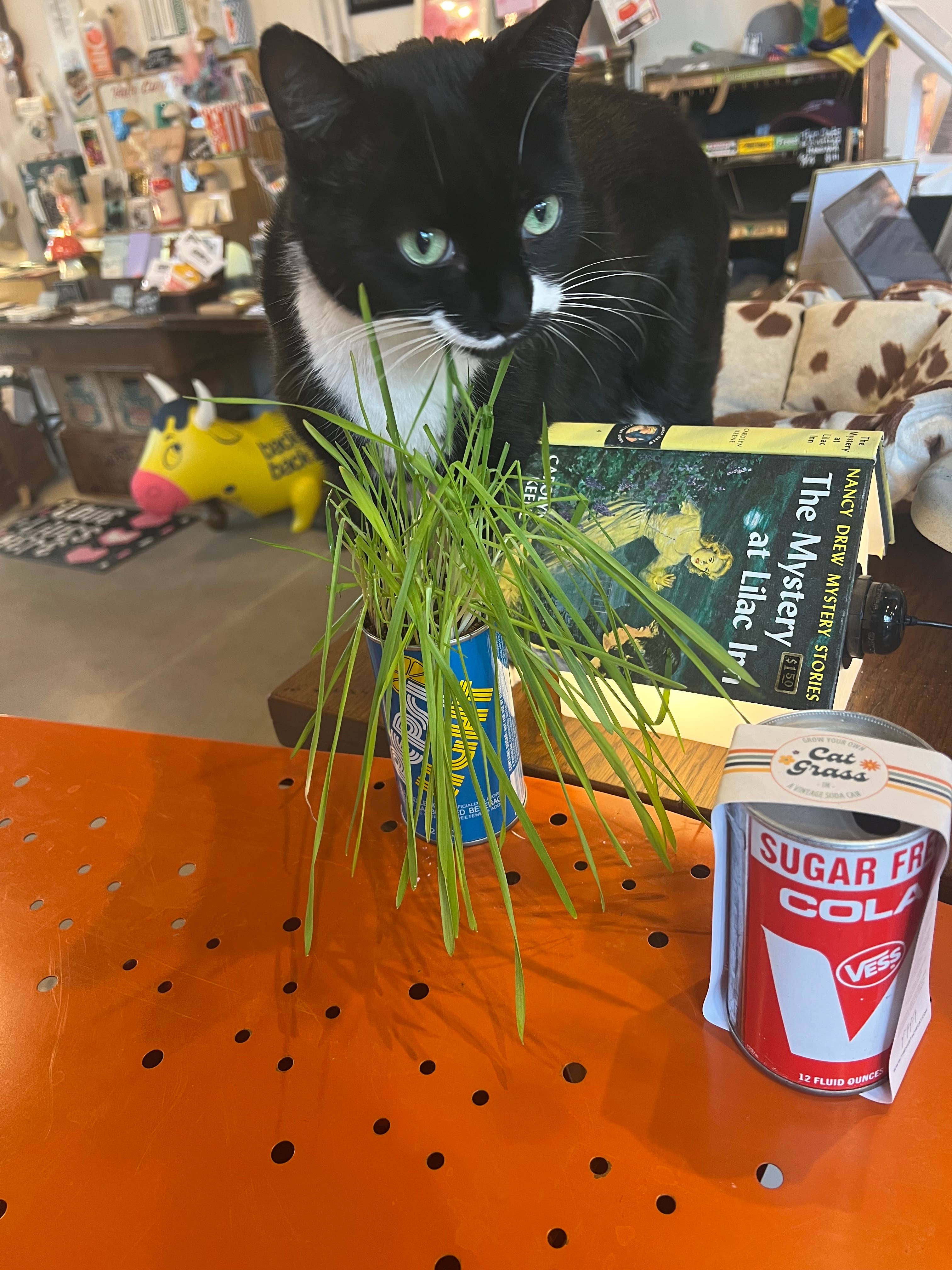 The Mustache Cat Made – wholesale Pet treats – Cat – Cat Grass -In- A Vintage Soda Can9