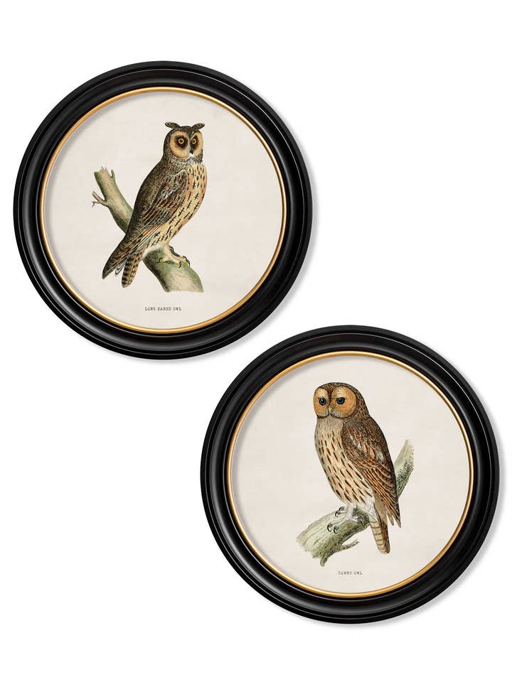 c.1870 British owls in Round Frames for wholesale by T A Interiors Wall Art & Mirrors