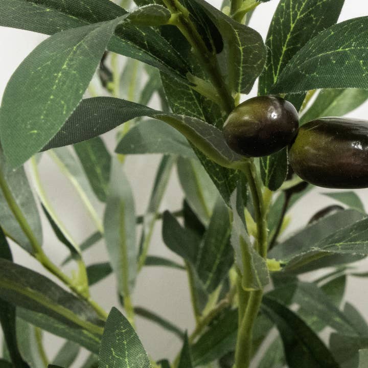 MinxNY - Wholesale Plant (Non-Succulent) - Olive tree (30x30x60"H)2