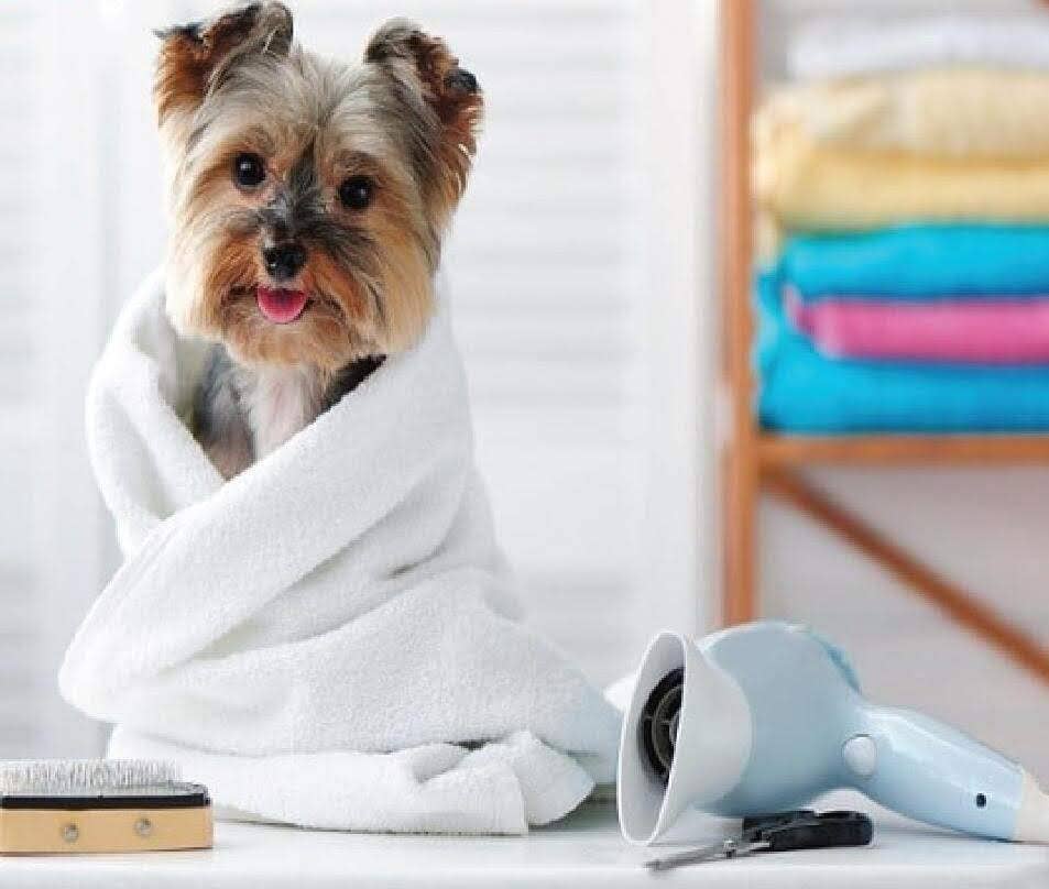 Pet Palette Distribution - Wholesale Pet Towel - Dog - ThoozyPet 6pk 100% Cotton Towels with Red Paw 20" x 40"1