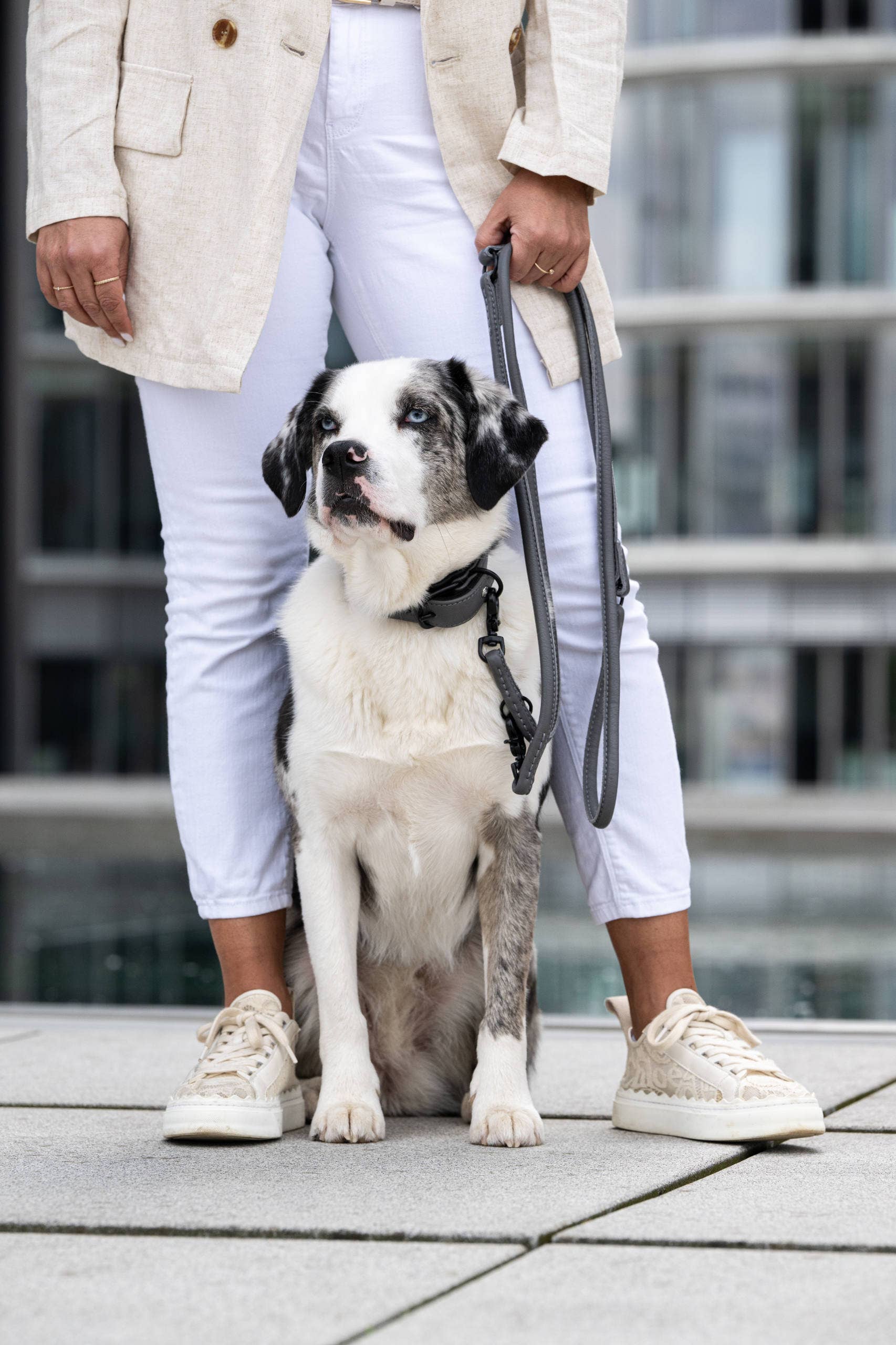 LABONI - Volentis GmbH - Wholesale Pet Collar - Dog - AMICI dog collar39