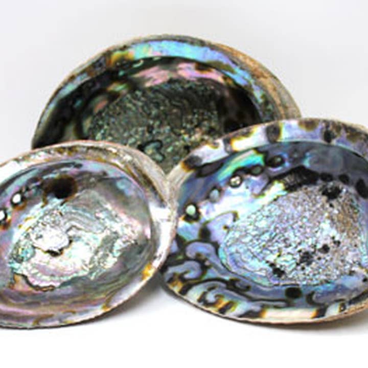 Blue/Green Abalone Seashell - Choose from 4-8" for wholesale by California Seashell Company