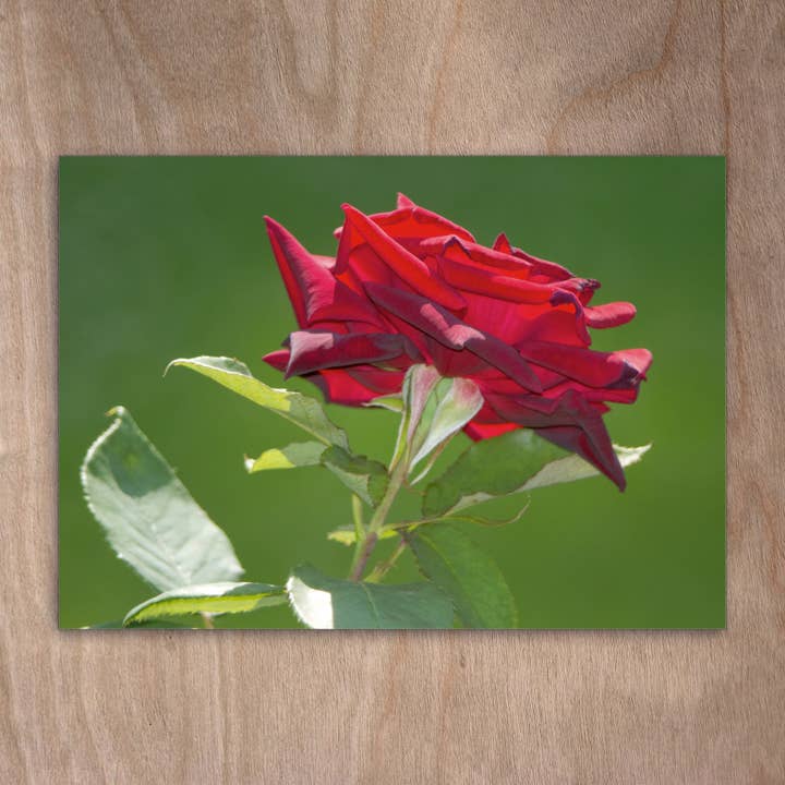 Postkort Eye0193 blomster rose roser for engroshandel hos eye-comm