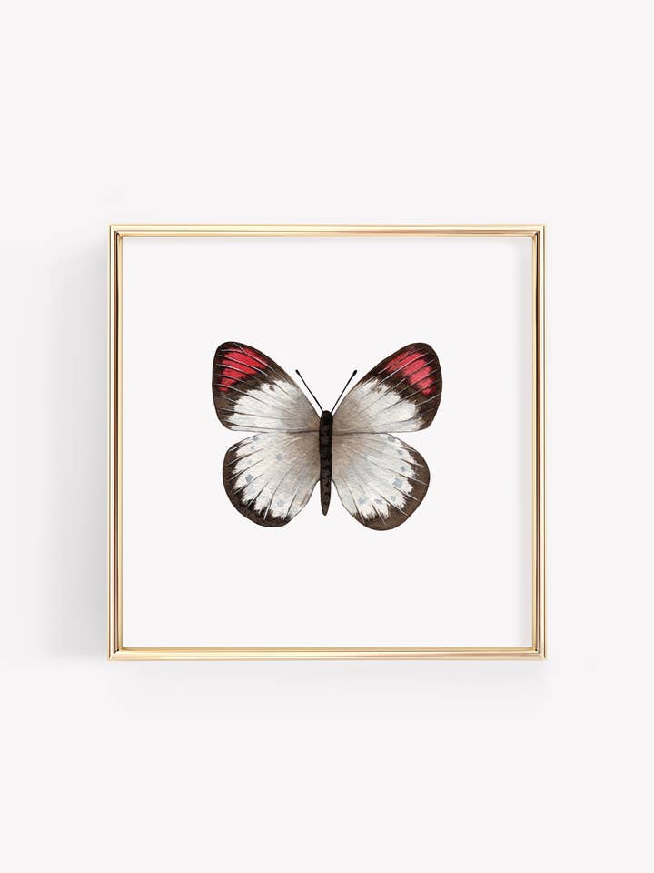 Crimson Tip Butterfly Art Print for wholesale by Tara Feather Designs