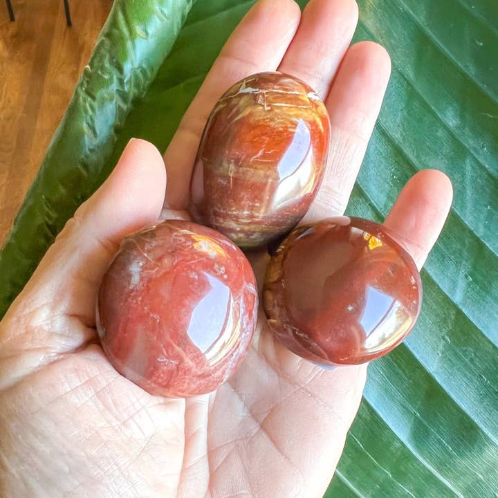 Petrified Wood Palm Stone for wholesale by Rock This Out