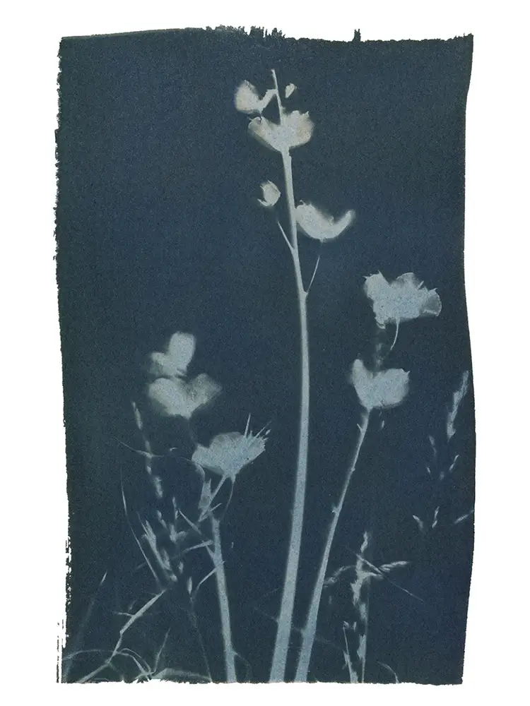 Paper Bird Publishing - Wholesale Everyday Greeting Card - Bluebell0