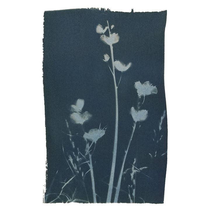 Paper Bird Publishing - Wholesale Everyday Greeting Card - Bluebell