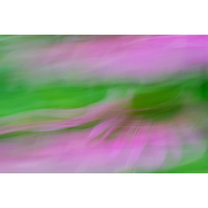 Stampa artistica Simply Sugar Sweet per la vendita all'ingrosso da parte di Christi Kraft Photography